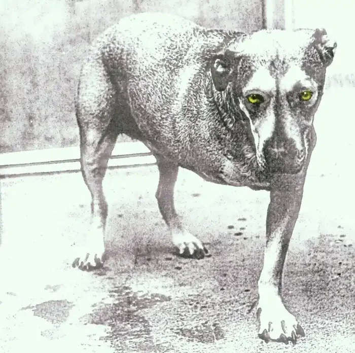 Alice In Chains – Alice In Chains (CD)
