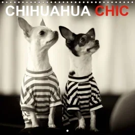 CHIHUAHUA CHIC (CALENDRIER MURAL 2019 300 * 300 MM SQUARE) – LES FRERES ET SOEURS CHIHUAHUA MAYA ET