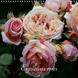 ENJOLEUSES ROSES (CALENDRIER MURAL 2019 300 * 300 MM SQUARE) – CALENDRIER DE PHOTOS DE ROSES INEDITE