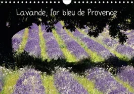 Lavande, l&rsquo;or bleu de Provence. La lavande, symbole de la Provence, qui colore et parfume les hauts