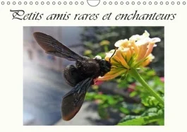 PETITS AMIS RARES ET ENCHANTEURS CALENDRIER MURAL 2016 DIN A4 HORIZONTAL
