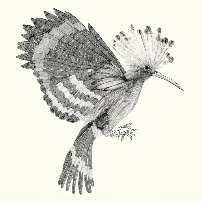 PUPUT – COCANHA (VINYLE 33T)